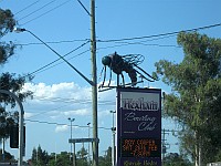 NSW - Hexham - Big Mosquito (2 Feb 2011)